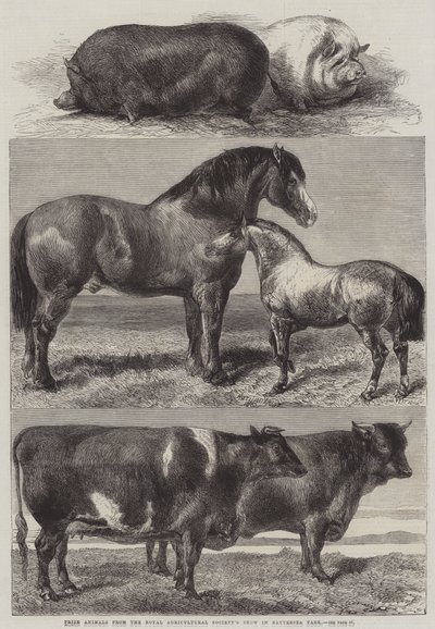 Animales premiados del espectáculo de la Royal Agricultural Society en Battersea Park de Harrison William Weir